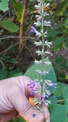 Salvia carnea