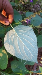 Salvia carnea