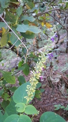 Salvia carnea