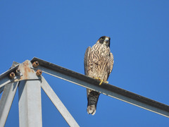 Falco peregrinus