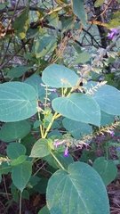 Salvia carnea
