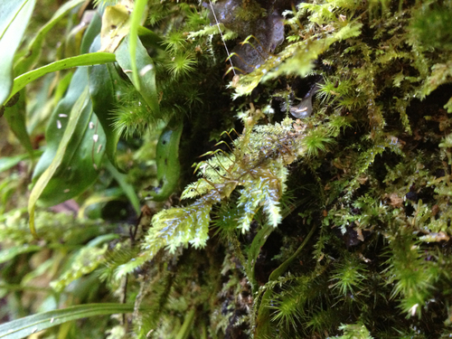 Lopidium
