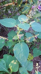 Salvia carnea