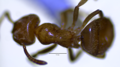 Lasius brevicornis