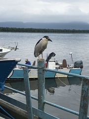 Nycticorax nycticorax
