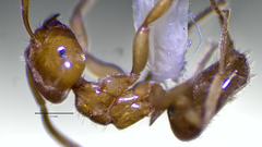 Lasius brevicornis