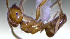 Lasius brevicornis