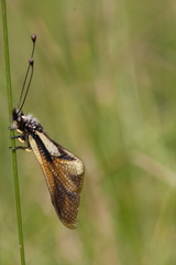 Libelloides coccajus