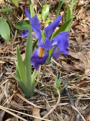 Iris verna smalliana