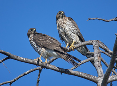 Accipiter cooperii