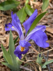 Iris verna smalliana