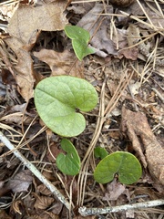 Hexastylis rhombiformis