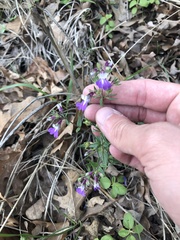 Collinsia violacea
