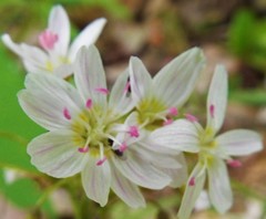 Claytonia virginica