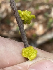 Exobasidium symploci