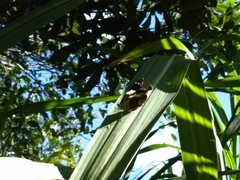 Catonephele numilia esite