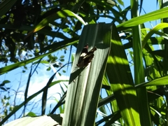 Catonephele numilia esite