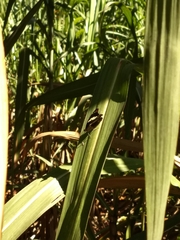 Catonephele numilia esite