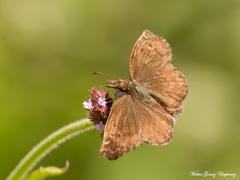Anisochoria sublimbata