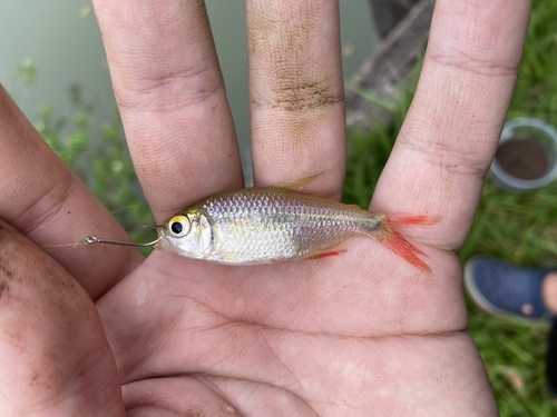 Buenos Aires tetra (Hyphessobrycon anisitsi) — Characidae — 5