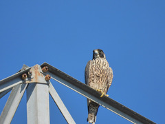 Falco peregrinus