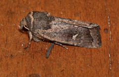 Proteuxoa hydraecioides