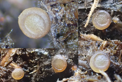 Ascobolus sacchariferus