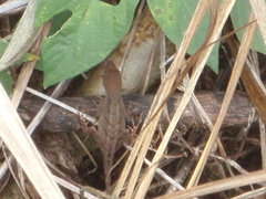 Anolis tropidonotus