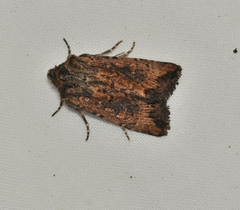 Dasygaster ligniplena