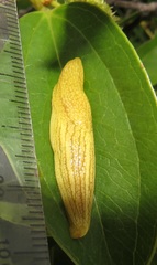 Elisolimax flavescens