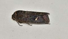 Proteuxoa hydraecioides