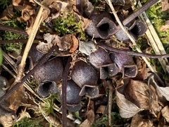 Hexastylis rhombiformis