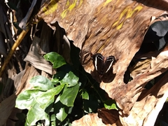 Catonephele numilia esite