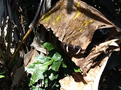 Catonephele numilia esite