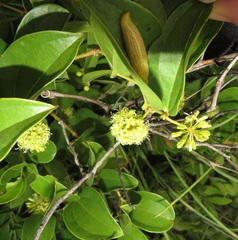 Elisolimax flavescens