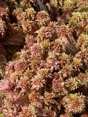 Sphagnum bartlettianum