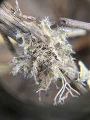 Heterodermia namaquana