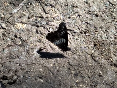 Catasticta flisa flisa