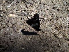 Catasticta flisa flisa