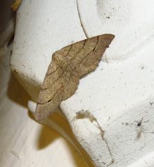 Digrammia muscariata