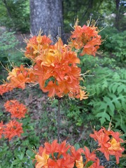 Rhododendron calendulaceum