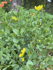 Baptisia sphaerocarpa