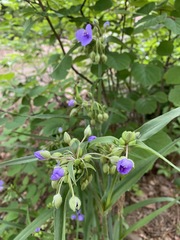 Tradescantia virginiana