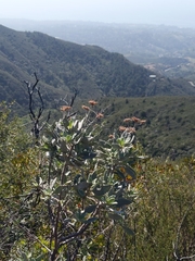 Eriodictyon traskiae