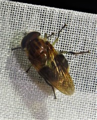 Copestylum chalybescens