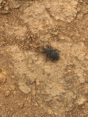 Steremnius carinatus