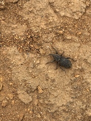 Steremnius carinatus