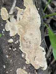 Steccherinaceae