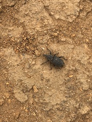 Steremnius carinatus