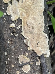 Steccherinaceae